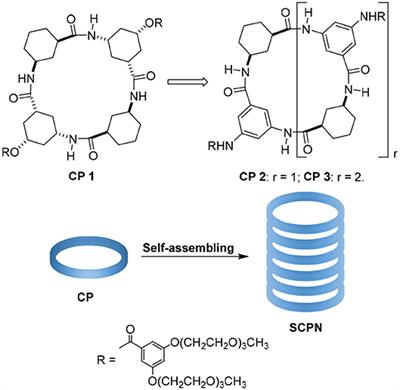 Cyclic γ-Peptides With Transmembrane Water Channel Properties